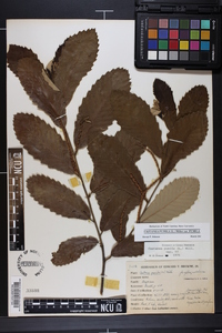 Castanea pumila var. pumila image