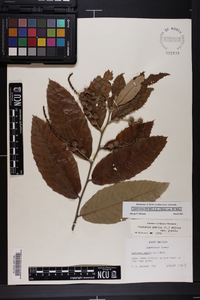 Castanea pumila var. pumila image