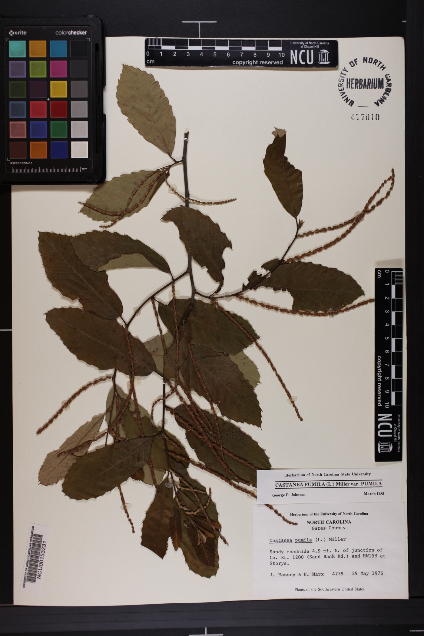 Castanea pumila var. pumila image