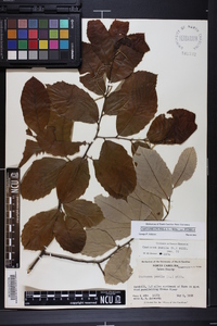 Castanea pumila var. pumila image