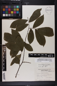 Castanea pumila var. pumila image