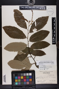 Castanea pumila var. pumila image