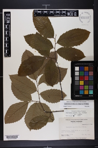 Castanea pumila var. pumila image