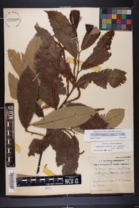 Castanea pumila var. pumila image