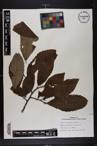 Castanea pumila var. pumila image