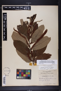 Castanea pumila var. pumila image