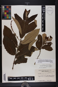 Castanea pumila var. pumila image