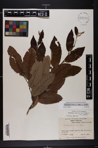 Castanea pumila var. pumila image