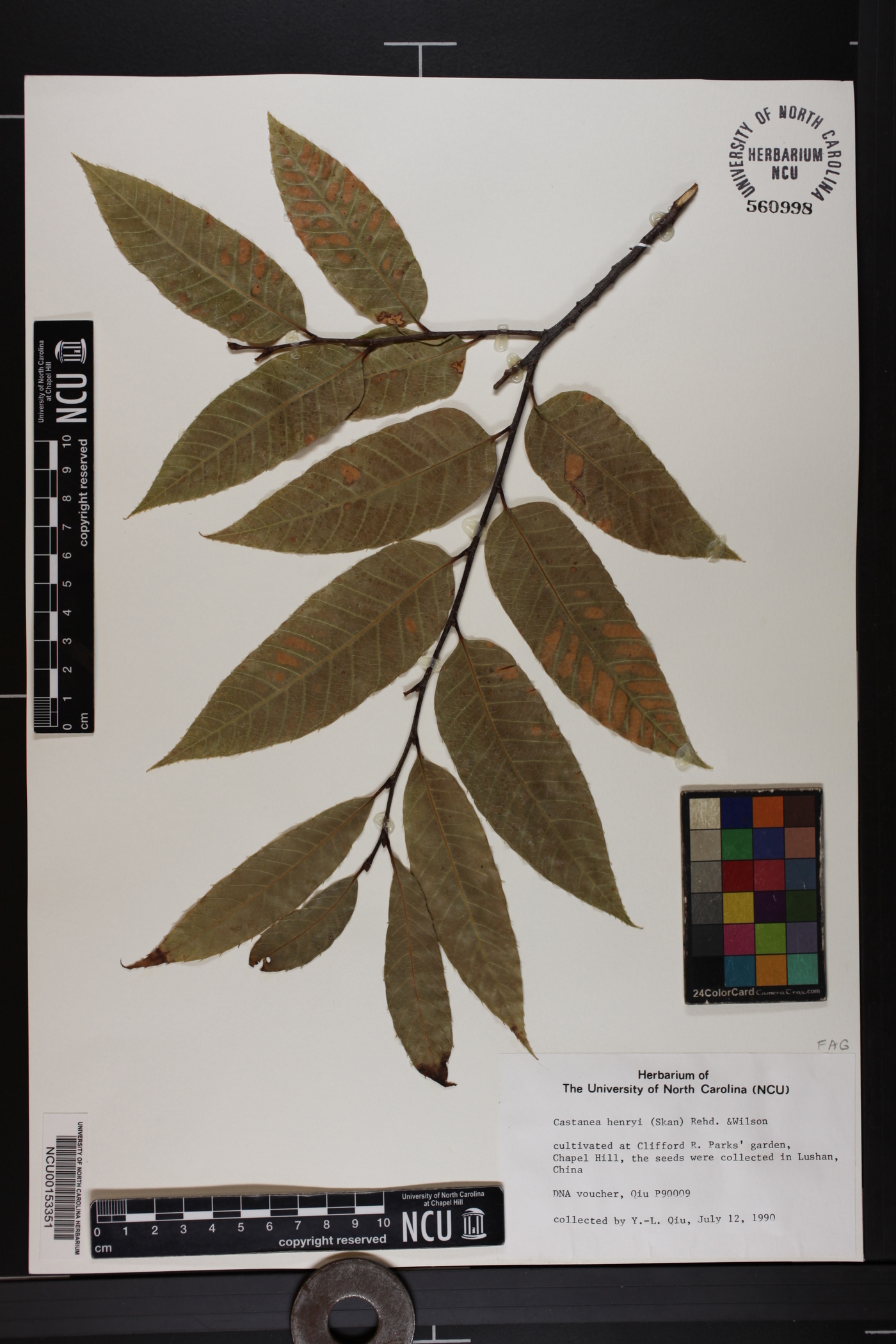 Castanea henryi image