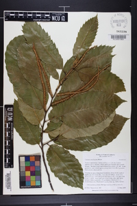 Castanea mollissima image