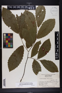 Castanea dentata image