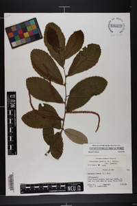 Castanea pumila var. pumila image