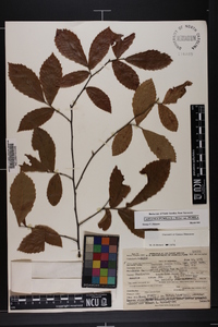 Castanea pumila var. pumila image