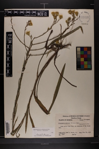 Pityopsis graminifolia image