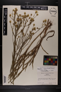 Pityopsis graminifolia image