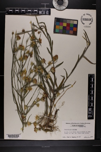 Pityopsis graminifolia image