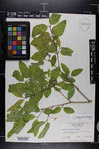 Lonicera canadensis image