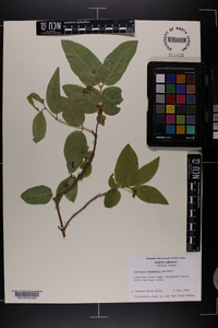 Lonicera canadensis image