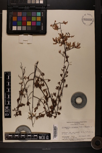 Polygonella polygama image