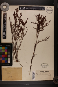 Image of Polygonella ericoides