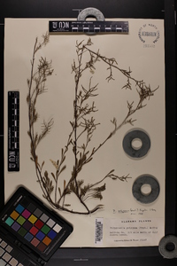 Polygonella polygama image