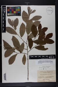 Castanea pumila var. pumila image