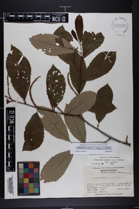 Castanea pumila var. pumila image