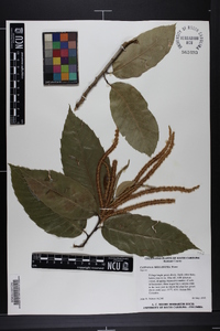 Castanea mollissima image