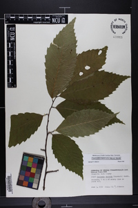 Castanea dentata image