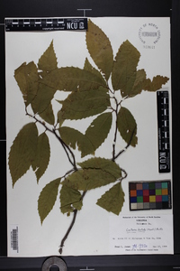 Castanea dentata image