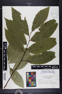 Castanea dentata image