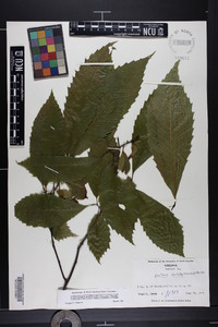 Castanea dentata image