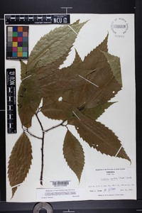 Castanea dentata image