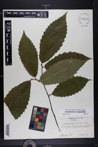 Castanea dentata image