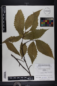 Castanea dentata image