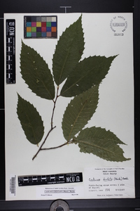 Castanea dentata image