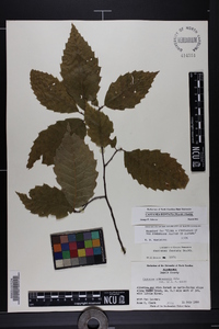 Castanea dentata image