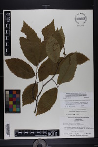 Castanea alabamensis image