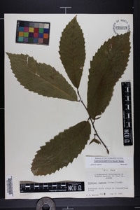 Castanea dentata image