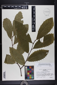 Castanea dentata image