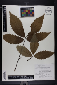 Castanea dentata image