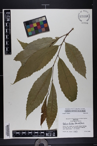 Castanea dentata image