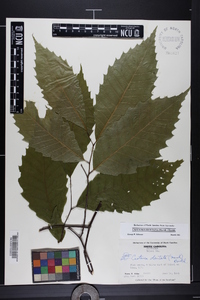 Castanea dentata image