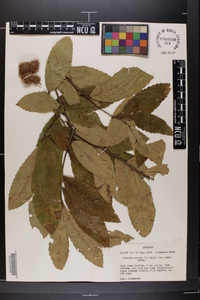 Castanea pumila var. pumila image