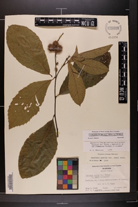 Castanea pumila var. pumila image