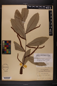 Castanea pumila var. pumila image