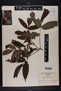 Sambucus racemosa subsp. racemosa image