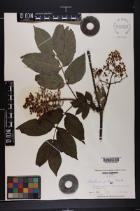 Sambucus racemosa subsp. racemosa image