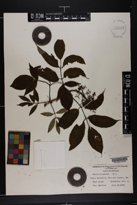 Sambucus racemosa subsp. racemosa image