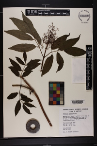 Sambucus racemosa subsp. racemosa image